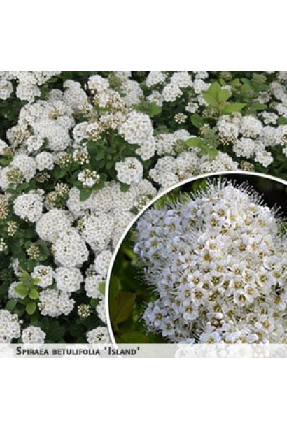 Спірея Ісланд